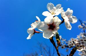 Cherry Blossom Valley within Dongying Guangli River Forest Wetland Park: Cherry Blossoms in Full Bloom, Like Clouds and Snow, a Sight Beyond Compare