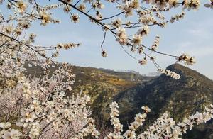 The Most Beautiful Lilac Valley in Henan: 50,000 Mu of 3 Million Peach Trees, CCTV Broadcast for Three Consecutive Years
