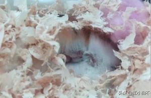 Hamster Pregnancy is Too Selfish, Mother Mouse Says: 'Want to Give Birth, Just Give Birth,' 'Can't Stop Until Finished,' 'Can Keep Babies for Next Litter'