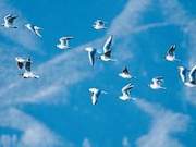 Migration of Migratory Birds
