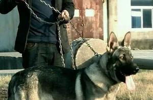 If Wolf Qingshen Dogs Were Not Banned, Boys Would Definitely Want One – You Won't Be Disappointed!