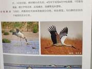 Oriental White Stork of the Yellow River Delta