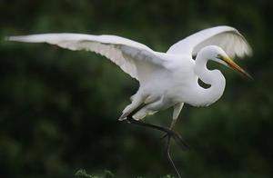 White Egrets, Pure White as Snow, Soaring in the Sky
