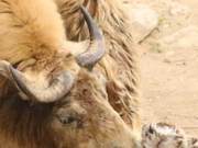 Loyal Love Like a Calf's Lick! Three Giraffe Calves Born in Shaanxi