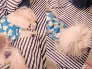 Wang Tianling Kicks and Plays Tricks, Wakes Up Like a Pufferfish