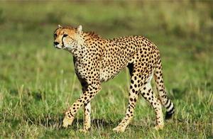 The Fastest Animal on Earth is the Cheetah, Reaching Speeds of Over 100 km/h
