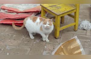 Real-Shot Photos of Cats Playing