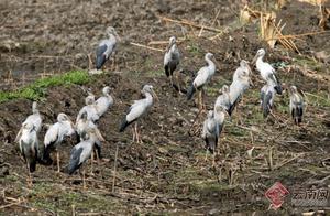 Rare Guests Arrive! World Endangered Wild Birds – Shoebill Stork Appear in Dianchi Lake Wetlands