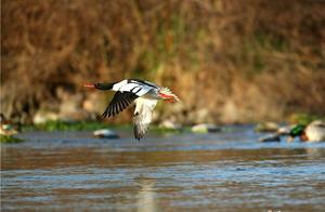 Jingxing, Hebei: Chinese Autumn Sandpipers Arrive