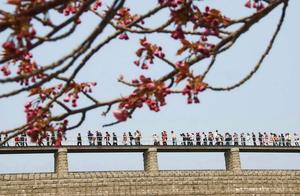 Highlights of Domestic Cherry Blossom Viewing Spots: Are You Ready for Spring Cherry Blossom Viewing?