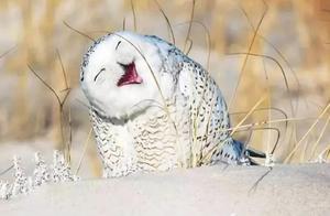 An owl constantly showed off its cuteness and smile towards the photographer, a very charming and tempting sight.