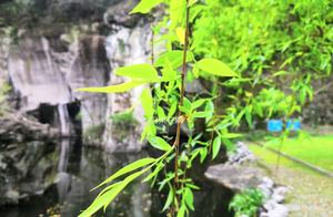 Wandering Mount Qing Shan, Feeling the Footsteps of Spring