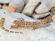 Biology | Why Can Geckos ‘Cut Off Their Tails to Survive’?