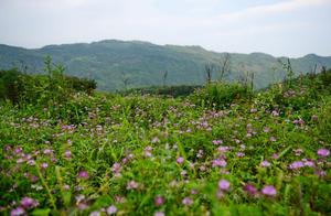 Peach Blossom Paradise Dream