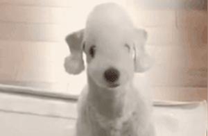 It looks more like a dog than a dog! Belington, you said you have sheep?