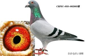 Hubei Pigeon Classroom: Features of Huben Racing Pigeons