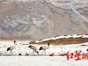 Black-Necked Cranes Return to Hongyuan Plateau for Breeding (First Batch of Over 10 Individuals)