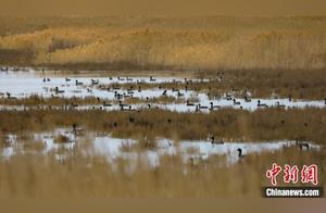 Bosten Lake, Xinjiang: A Bay of Birds and Sunset