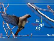 Green Qin YuanNearly 10,000 Little Mandarin Ducks Descend on Qin Yuan