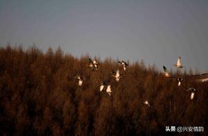 Returned, Returned! Migratory Birds Make a Stunning Comeback to Daxinganling After Five Months!