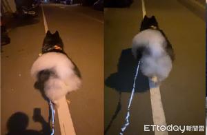 Sled Dog Walks Only on White Lines - Super Cute Butt Wiggles