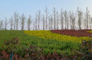 5/4: 7, Dashahu River Scenic Area Greening
