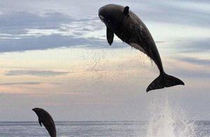 Why Orcas Hate Dolphins? Orcas View Dolphins as Toys (Chasing for Two Hours)