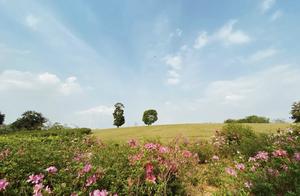 New Hotspots in Guangzhou: Like Entering the Mysterious Tree Forests of Inner Mongolia – Perfect Spots for Spring Walks and Sightseeing
