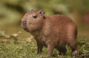 Capybaras: Nature's Social Butterflies? Even Crocodiles Refrain from Hunting Them – There's a Secret Weapon