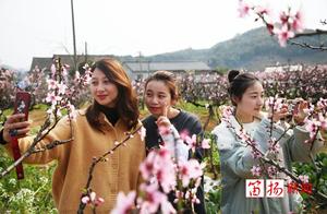 Gorgeous, Gorgeous, Gorgeous, Gorgeous! Peach Blossoms in Kuqiao Are in Full Bloom