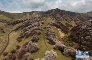 Blooming Apricot Blossoms in Ili, Xinjiang