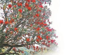 Giant Rhododendrons and Azaleas: Red Like Dawn, Vivid Like Fire