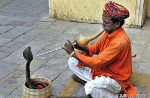 Does India Have Rattlesnakes? Reverence for Snakes, Snake Charm, and Snakebite Deaths in India