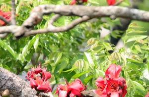 Spring in Shidian, Yunnan: Lush with Birds and Flowers