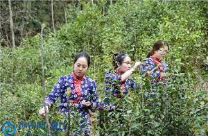 Chengkou, Chongqing: Spring Tea Harvesting is in Season