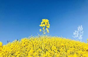 A Spring Shower, Ten Thousand Fields of Gold; Rapeseed Flowers Cover the Earth in Gold