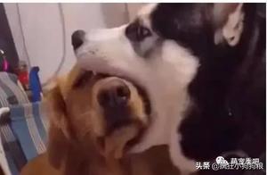 The Golden Retriever Was Yelling, The Owner Thought It Was Hit by Something and Was Shocked