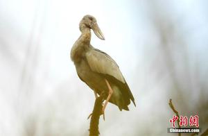 Critically Endangered Clappbilled Stork Sighting in Yunnan's Longling