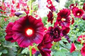 The Flower Representing Love, Found It