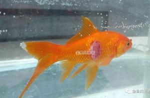 Techniques | Why is it emphasized to let the fish face upwards when applying medicine?