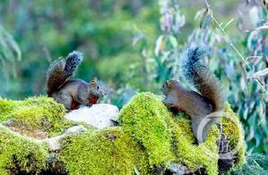 Upstream Images · Photographer Mingbin | Squirrel Cuteness - The Cutest Squirrel in the Year of the Rat