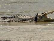 Indonesian Government Offers Reward for Removing Tire from Crocodile's Neck, Event Canceled Due to Lack of Participants