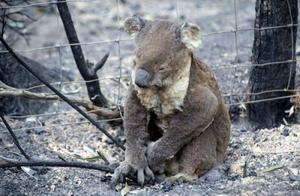 After the Australian Bushfires, Should Koalas Be Listed as Endangered?