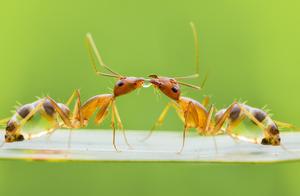 Spiders Weaving Webs, Crickets Shedding Their Skins, Macro Photography Captures the Humble Moments of Tiny Life