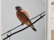 Yellow River Delta Birds – Yellow Claw Hawk