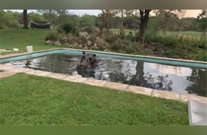 Hippopotamus Destroys Habitat, Hides in Swimming Pool; Owner: 'Planning to Bankrupt Me?'