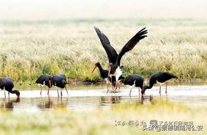 ‘Most Mysterious Bird’ Appears in Poyang Lake Protection Zone; Only Approximately 500 Pairs Remain Globally