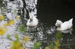 Suzhou: Crested Ducks Enjoy Water Play