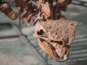 Asia’s Largest and Most Massive Dinosaur Arrives in Shenzhen!