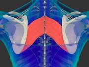 A Picture Explains What Your Back Muscles Look Like, No Longer Worry About Back Training